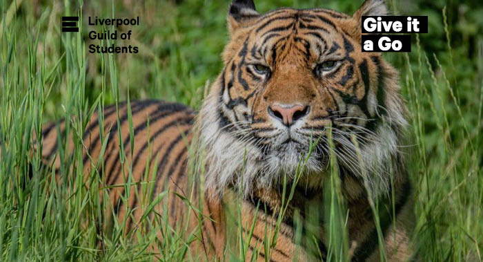Tiger lying in grass