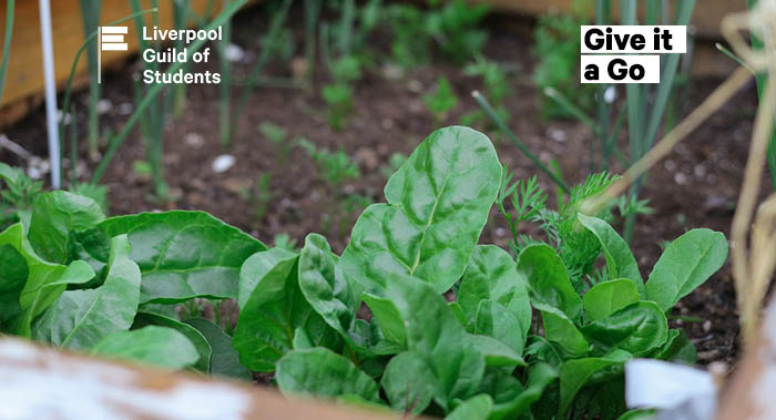 Plants growing out of soil