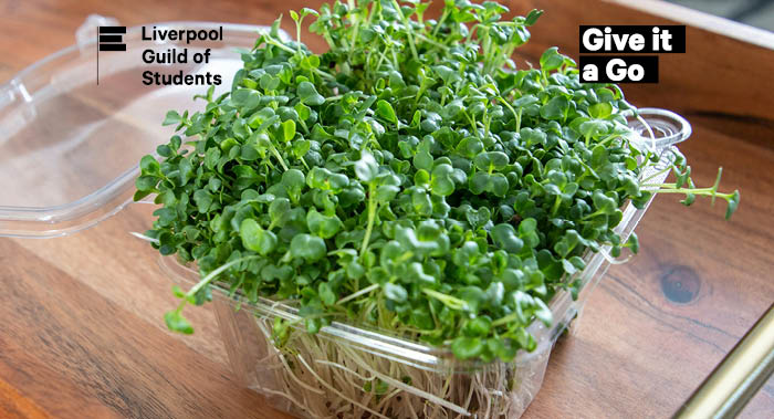 Microgreens in a plastic container